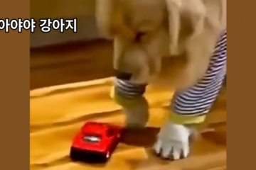 아야야 강아지